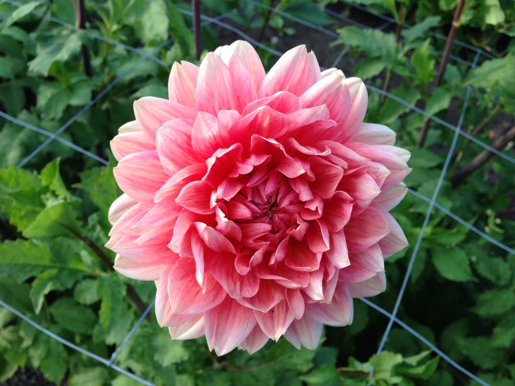 dahlia4